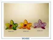 Orchidee 