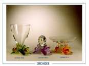 Orchidee