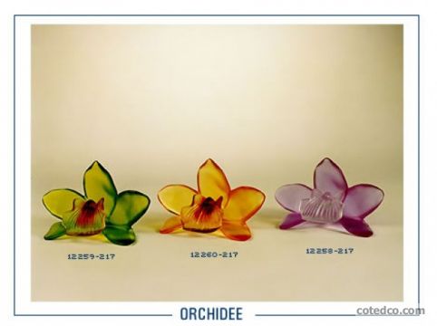 Orchidee 