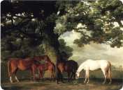 Grazing Horses