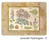 Lavande