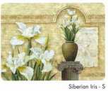 Siberian Iris
