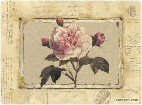 Rose Fragment