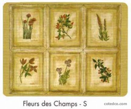 Fleurs Des Champs