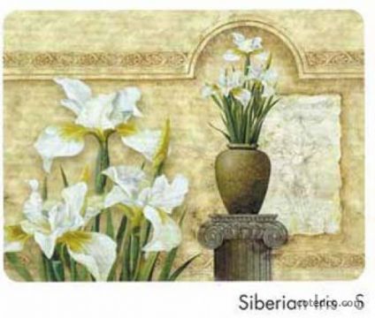 Siberian Iris