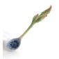 Cuill�re lg : 13cm Chrysanthenum