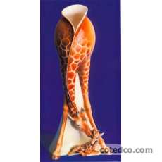 Vase ht : 38.5cm