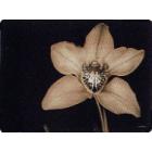 La collection Orchid�e - Pimpernel